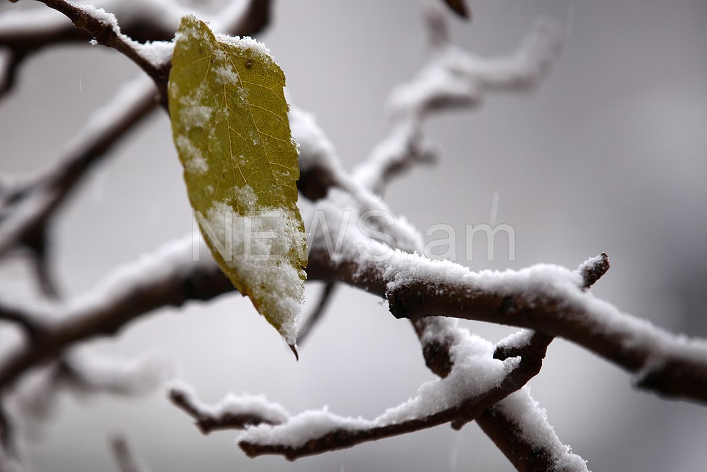 Պատկերասրահի պատկեր