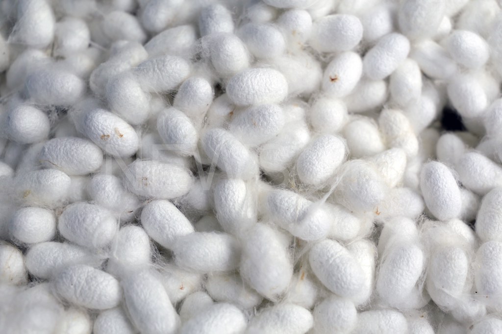 Shiquan: Where Ancient Silk Meets Digital Technology